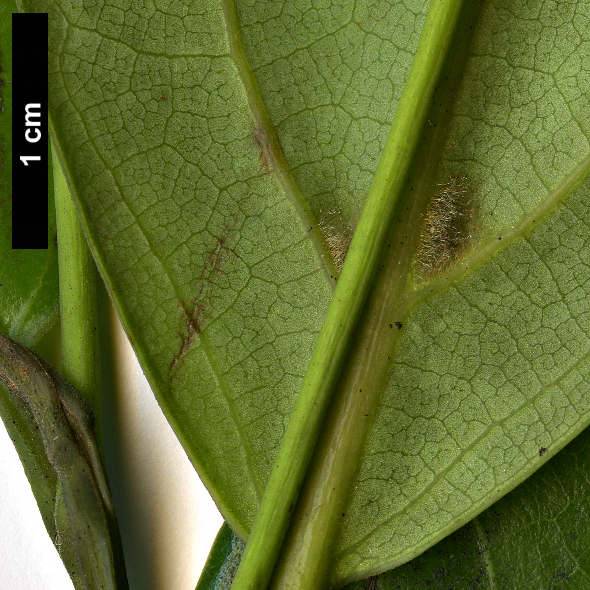 High resolution image: Family: Lauraceae - Genus: Ocotea - Taxon: foetens